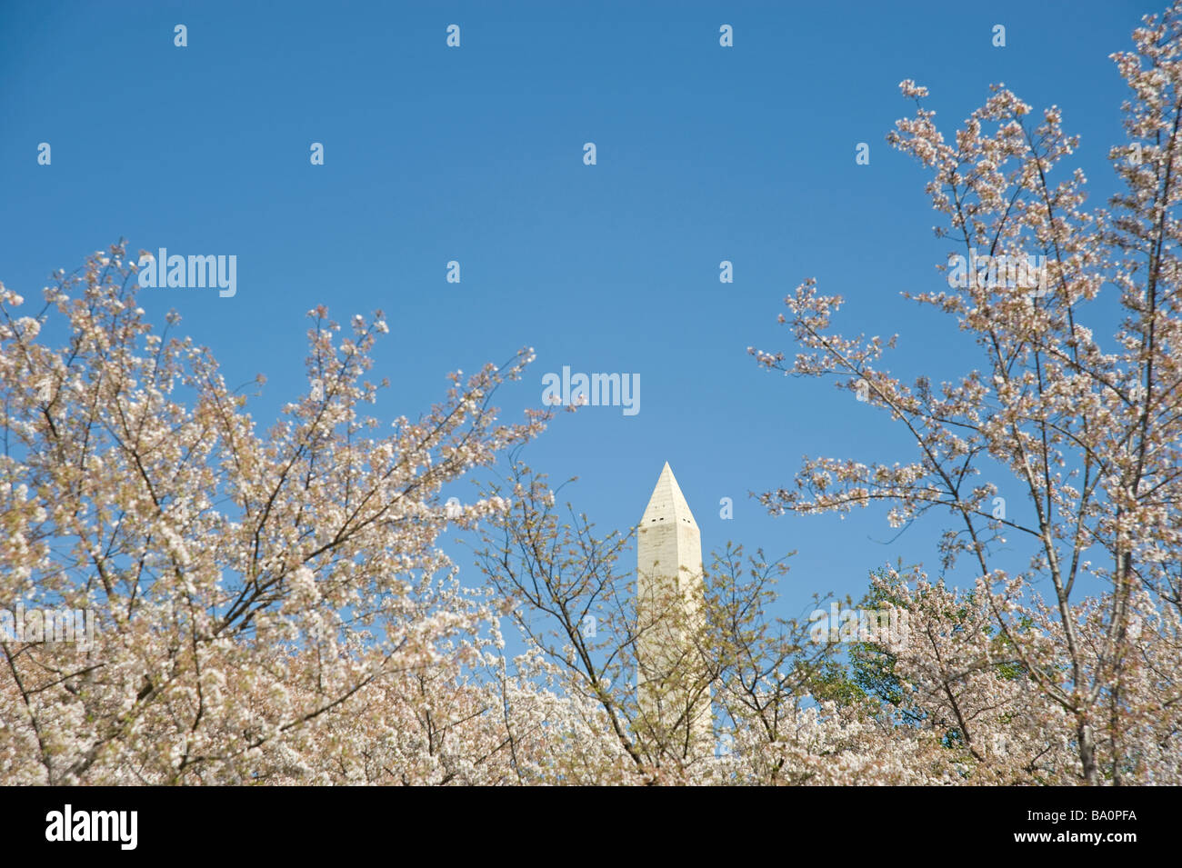 Il Monumento a Washington blue sky fiori ciliegio Foto Stock