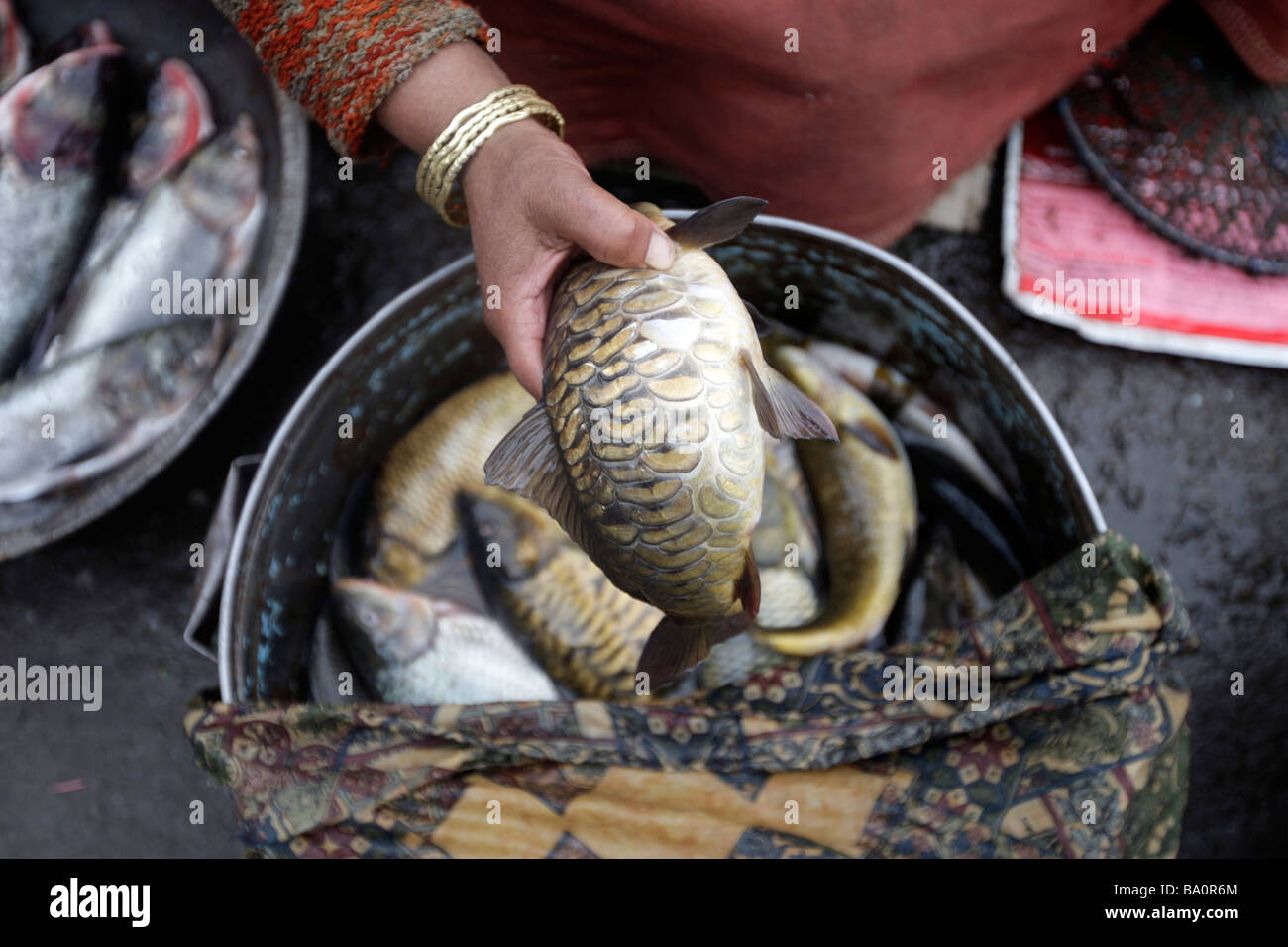 Un commerciante di pesce a Srinagar Kashmir visualizza il pescato del giorno dal lago Dal nella città vecchia market Foto Stock