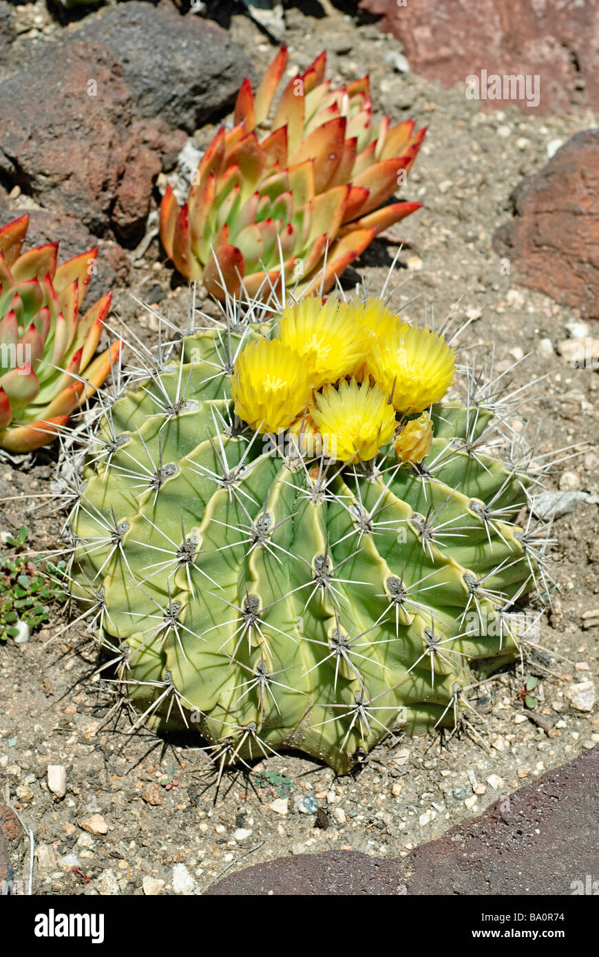 Barrel Cactus, Ferocactus rafaelensis Foto Stock