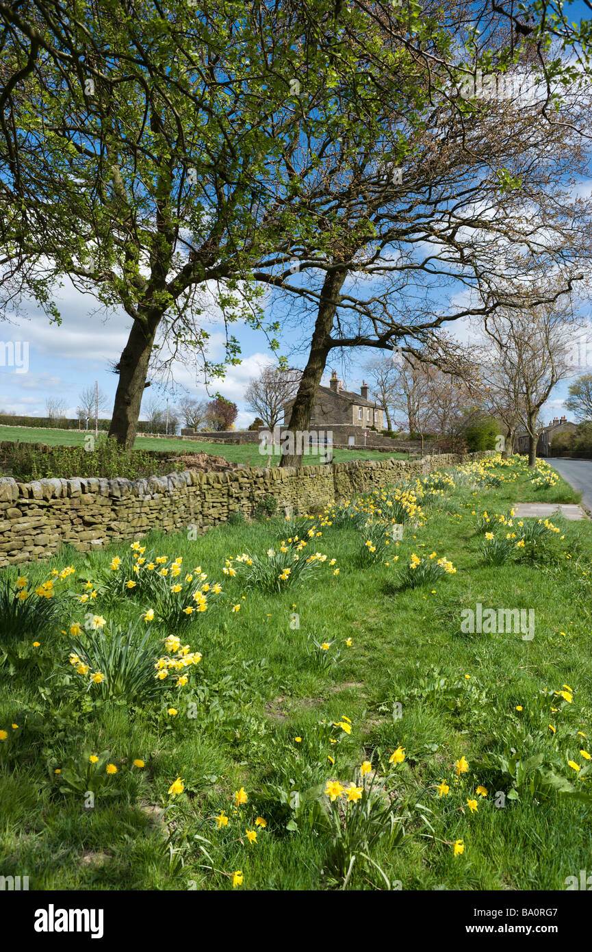 Narcisi e pietre a secco parete appena fuori Haworth, West Yorkshire, Inghilterra, Regno Unito Foto Stock