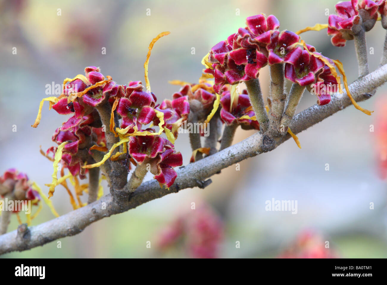 Amamelide Hamamelis japonica fiori close up Foto Stock