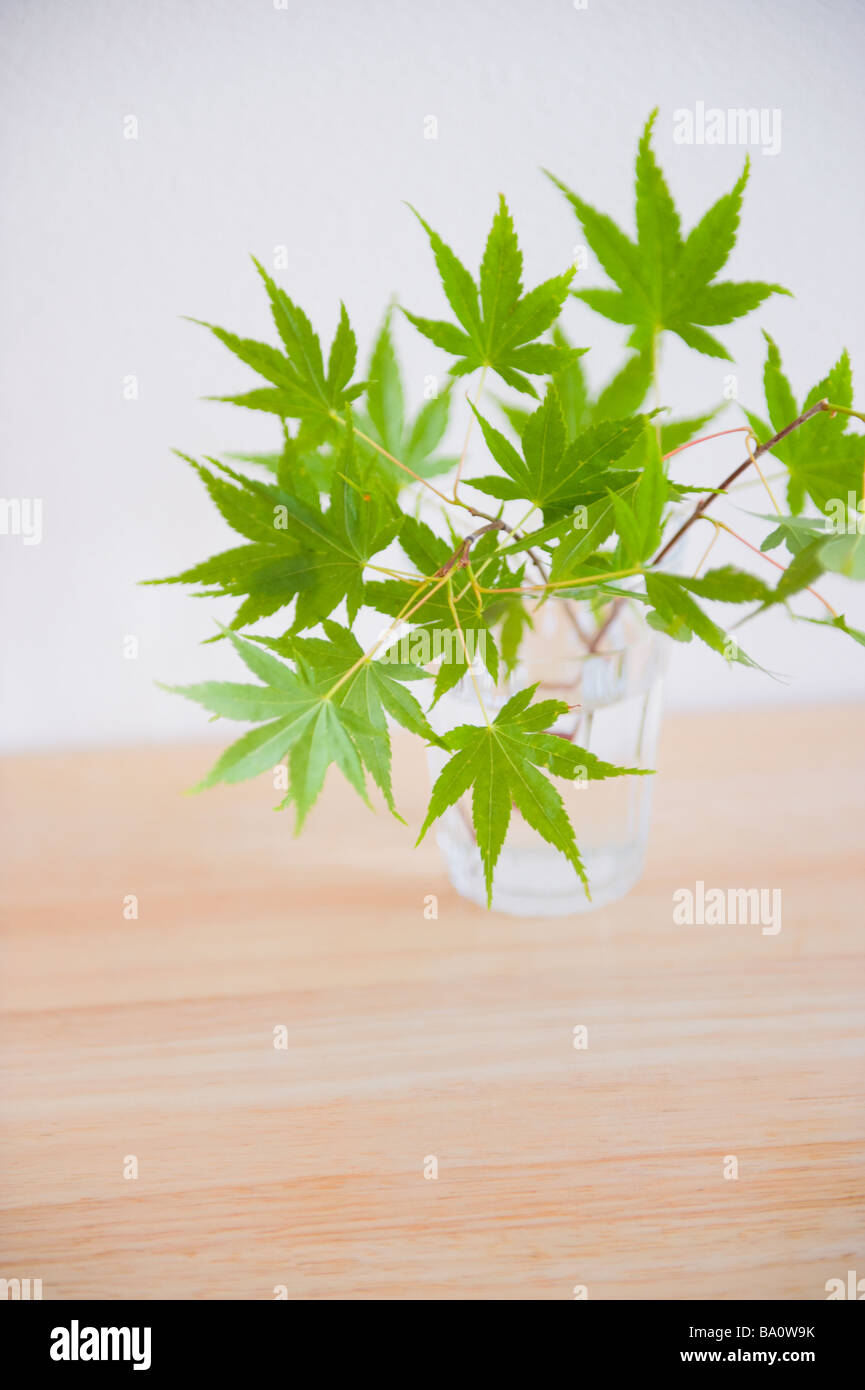 Foglie di acero in un bicchiere Foto Stock