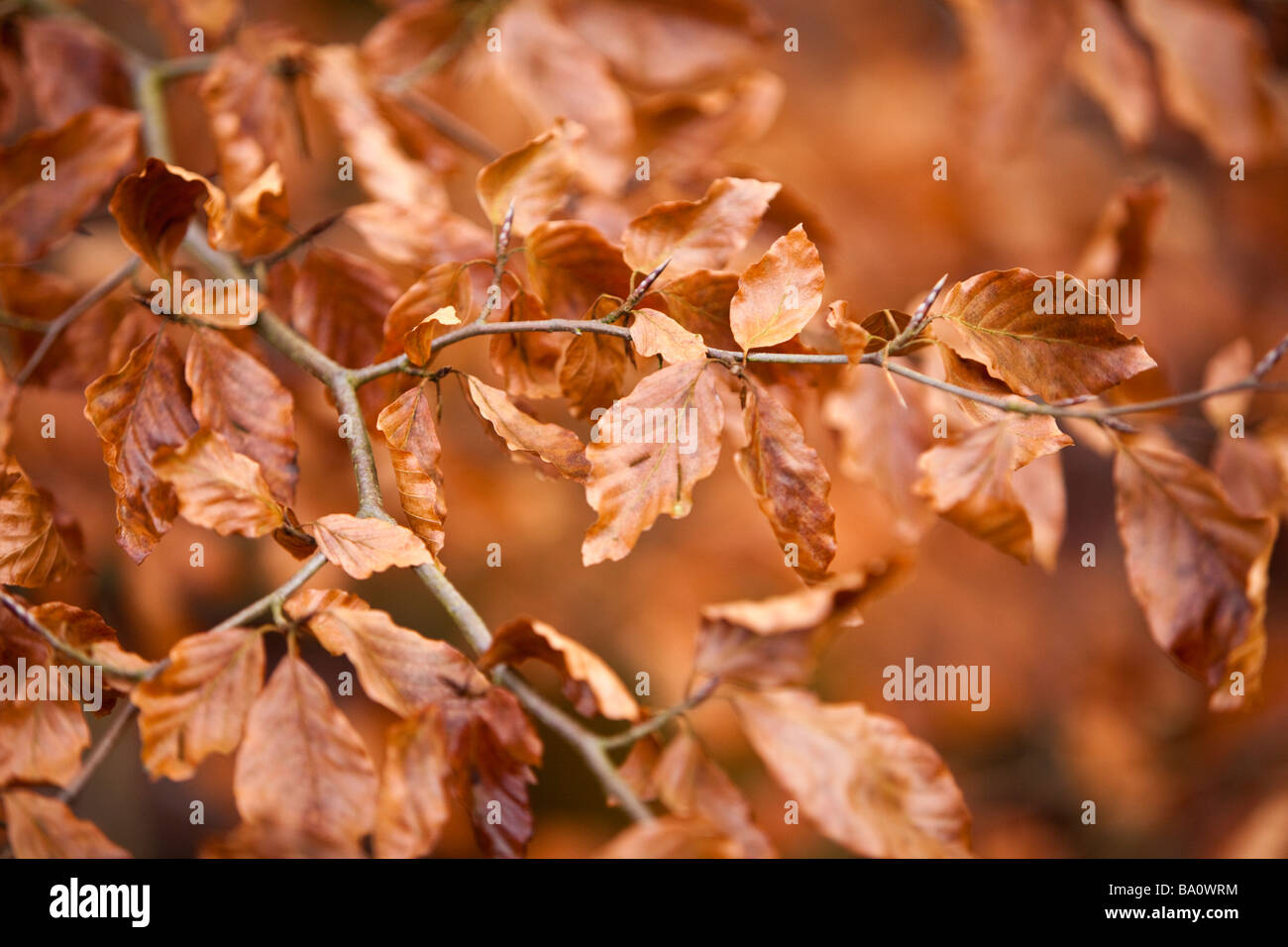 Golden Autumn Leaves su un ramo in autunno Foto Stock