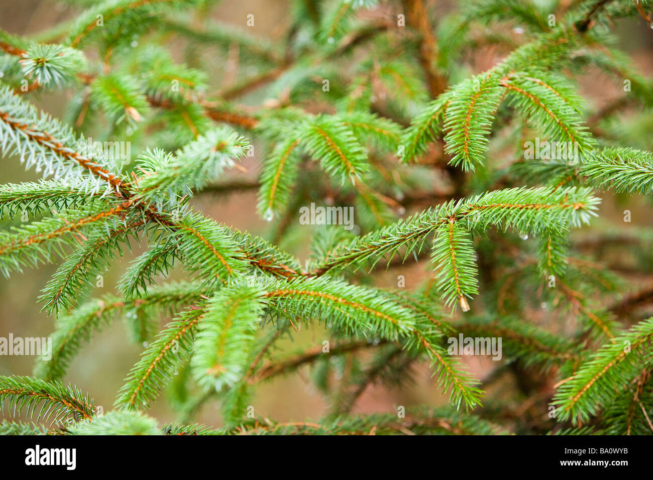 Close up di abete di Douglas pino e aghi di pino REGNO UNITO Foto Stock