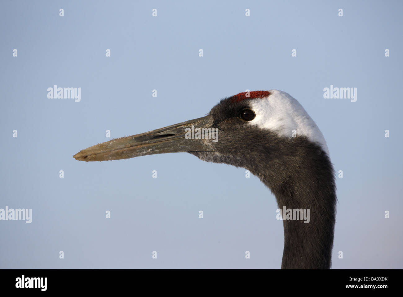 Red Crowned Crane o japanses gru Grus japonensis testa Hokkaido in Giappone inverno Foto Stock