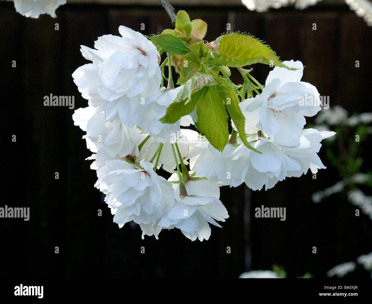 Bianco Ciliegio sbocciare fiori. Foto Stock