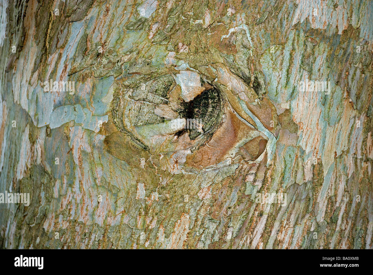 Corteccia di albero con nodo nella forma di un occhio. Foto Stock