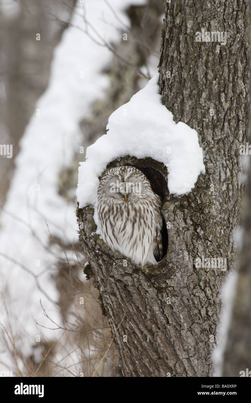 Allocco degli Urali Strix uralensis roost Giappone inverno Foto Stock