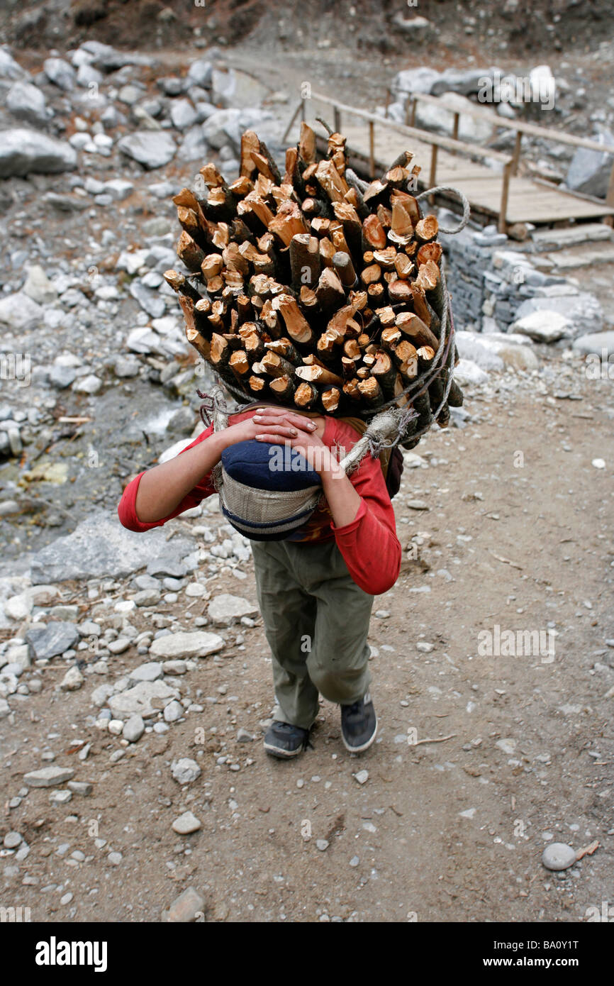 Annapurna Nepal 20 marzo 2008 giovani nepalesi cucina porta legna da ardere home dalla foresta Foto Stock