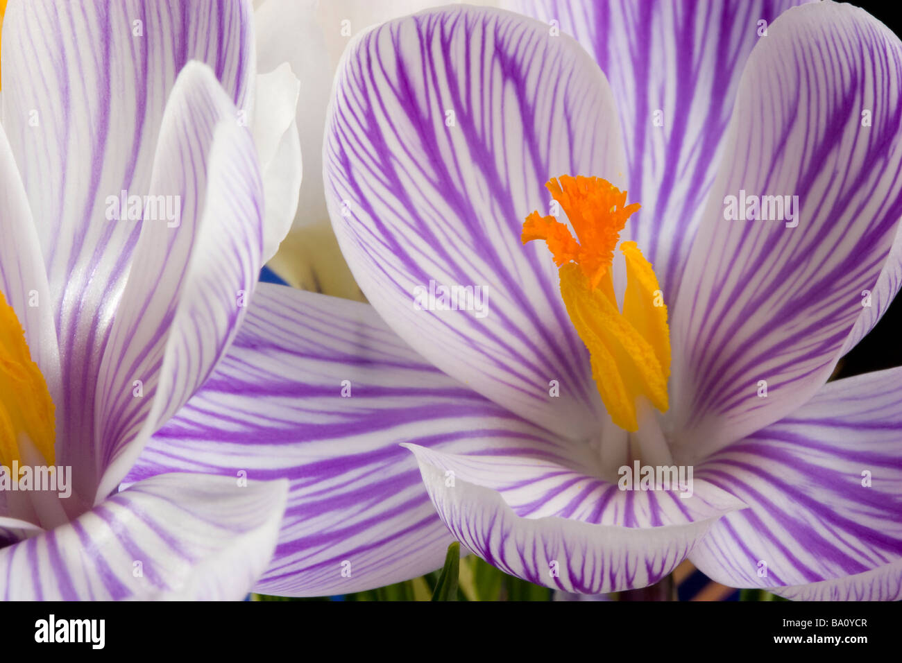 Close up fotografia di strisce viola crocus fiori Foto Stock