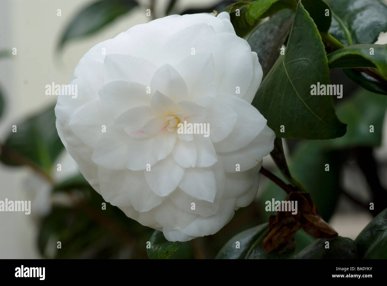 Camellia japonica "Alba" Plena Foto Stock