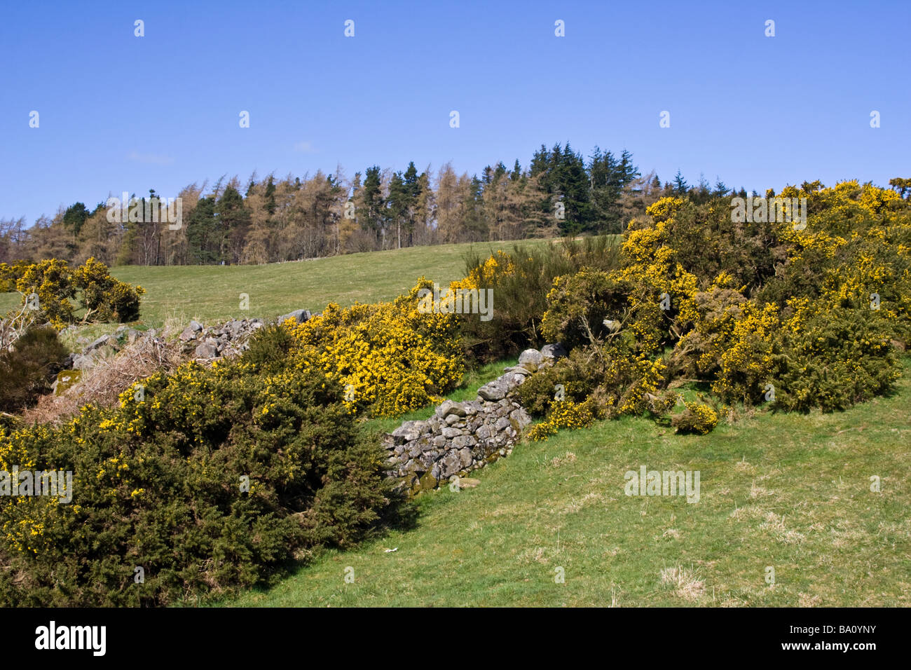 Fioritura gorse da un vecchio muro di pietra in un campo di Aberdeenshire Foto Stock