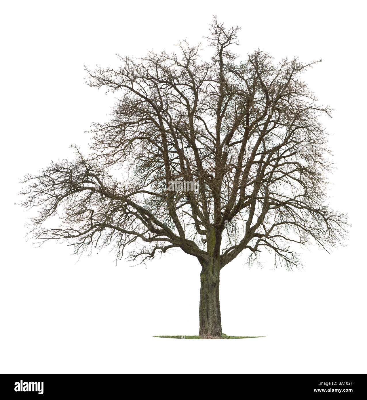 Albero di mele in tra la stagione inverno e primavera Foto Stock
