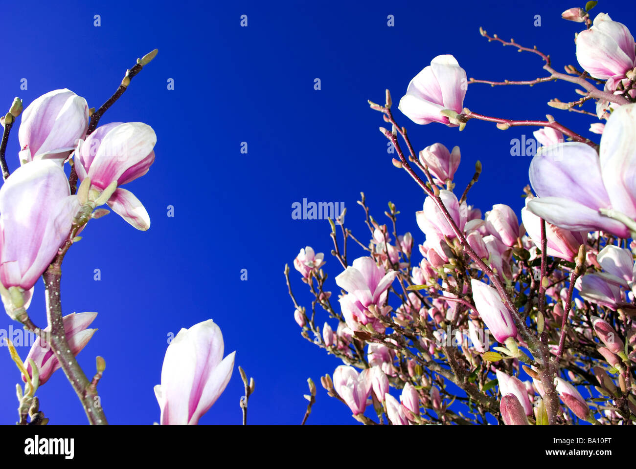 Albero di magnolia in fiore fioritura magnolia blue sky di intorbidimento oltre a partire dalla primavera per la stagione estiva il termine prossimi al terminale 2 Foto Stock