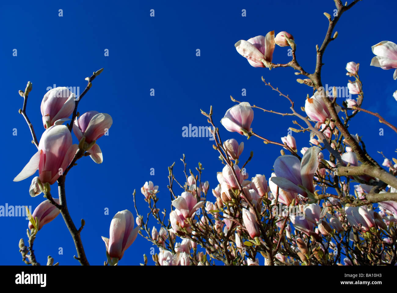 Albero di magnolia in fiore fioritura magnolia blue sky clouding over in primavera-estate fine stagione giungendo alla fine 1 Foto Stock