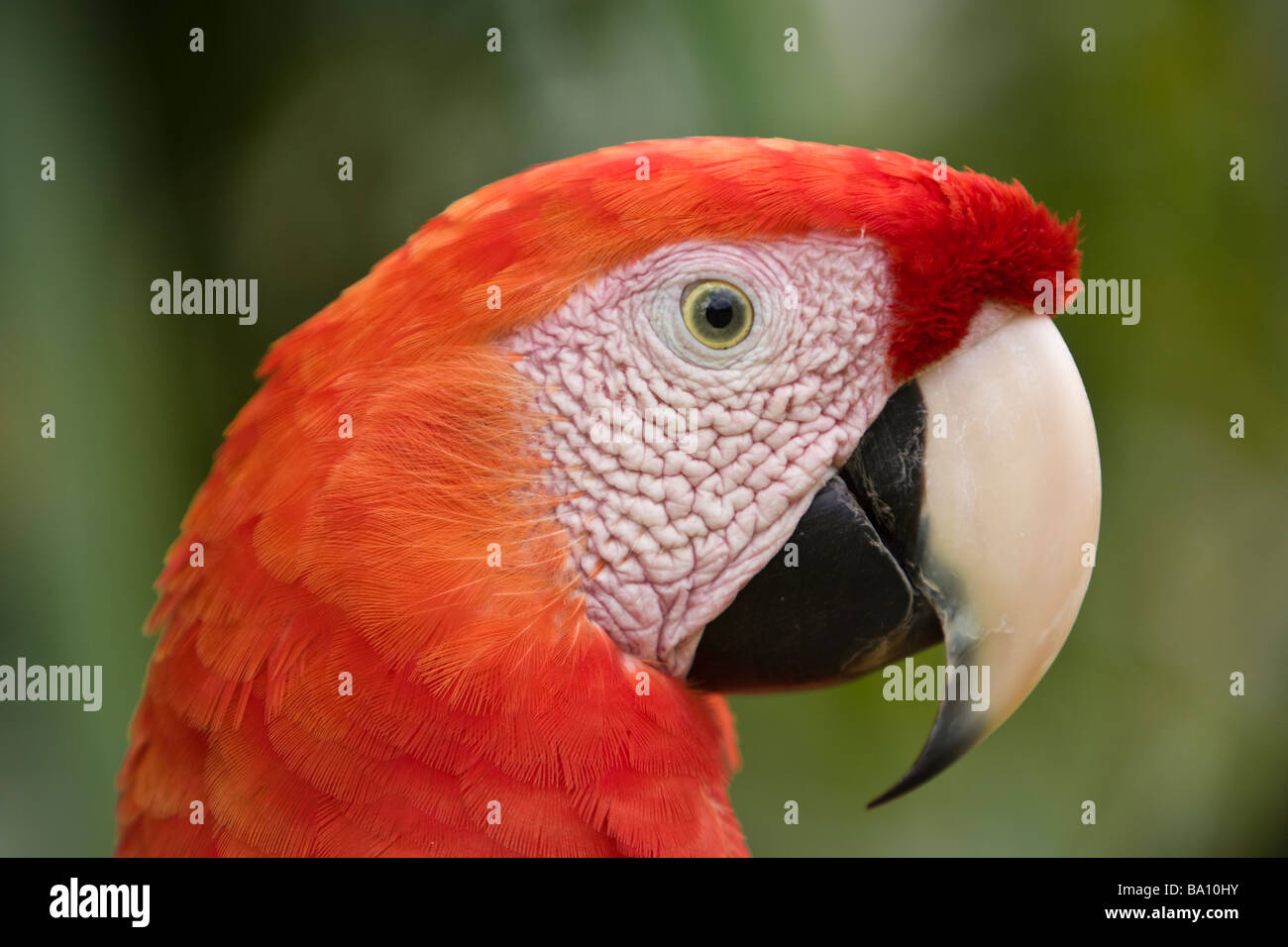 Profilo di un Scarlet Macaw (Ara macao) nella penisola di Osa, Costa Rica. Foto Stock