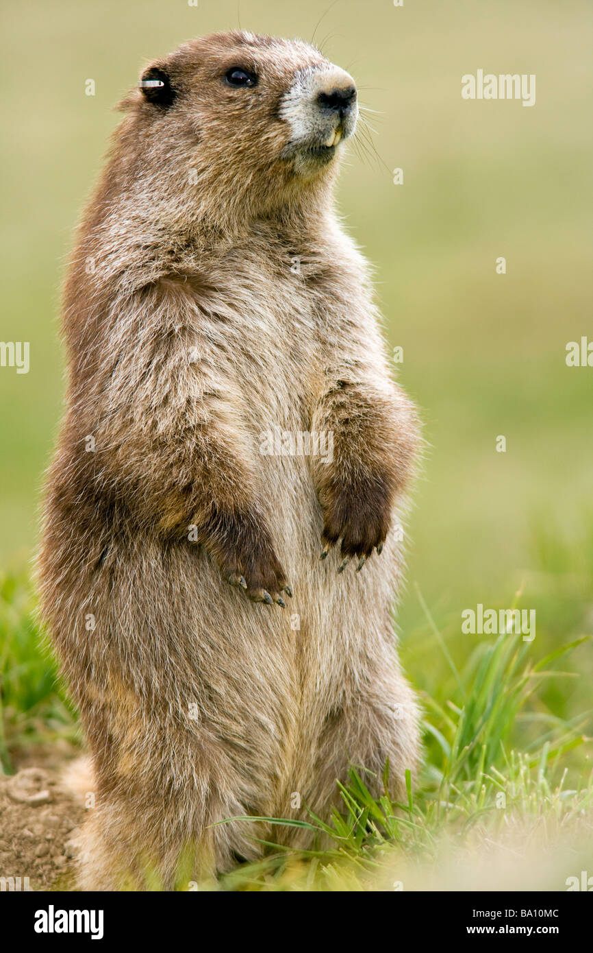 Olympic Marmotta - Hurricane Ridge il parco nazionale di Olympic, Washington Foto Stock