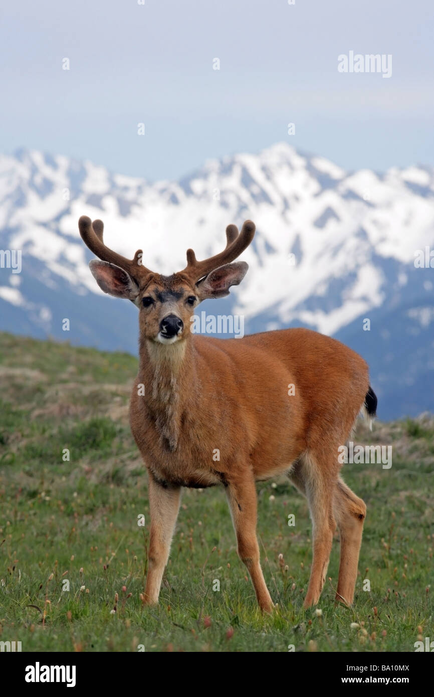 Nero-Tailed Deer - Hurricane Ridge, il Parco Nazionale di Olympic, Washington Foto Stock