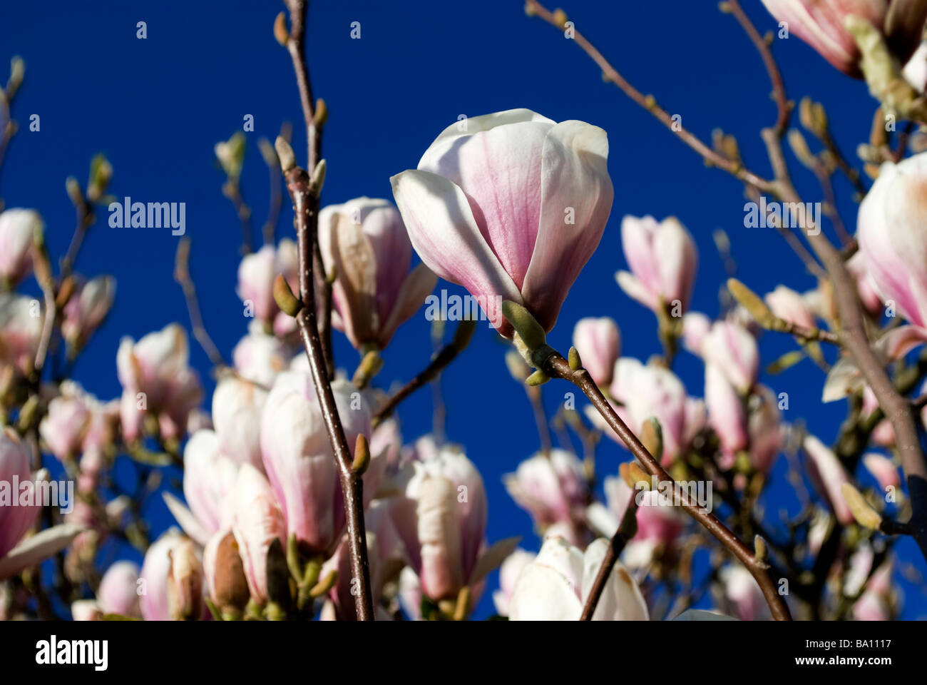 Albero di magnolia in fiore fioritura magnolia blue sky clouding over in primavera-estate fine stagione giungendo alla fine 6 Foto Stock