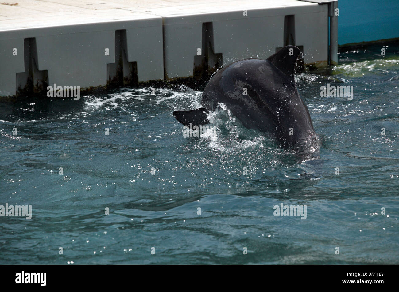 Close-up di un captive dolphin, appartenente alla ricerca di delfini, Bermuda Maritime Museum, Royal Naval Dockyard, Bermuda Foto Stock