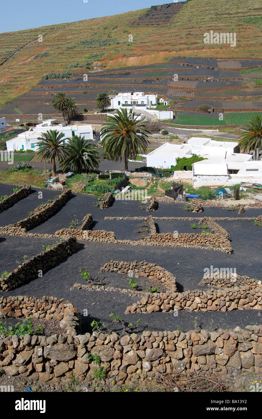Colture in rifugi vulcanica, Los Valles, Lanzarote, Isole Canarie, Spagna Foto Stock