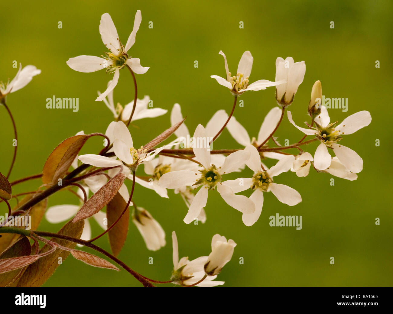 Juneberry Amelanchier lamarckii un canadensis in fiore in primavera naturalizzate nel Dorset Foto Stock