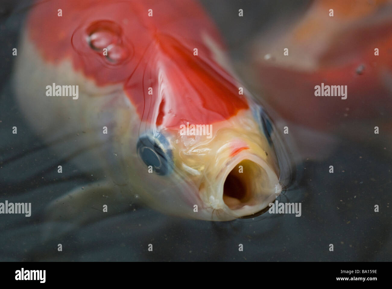 bocca spalancata Foto Stock