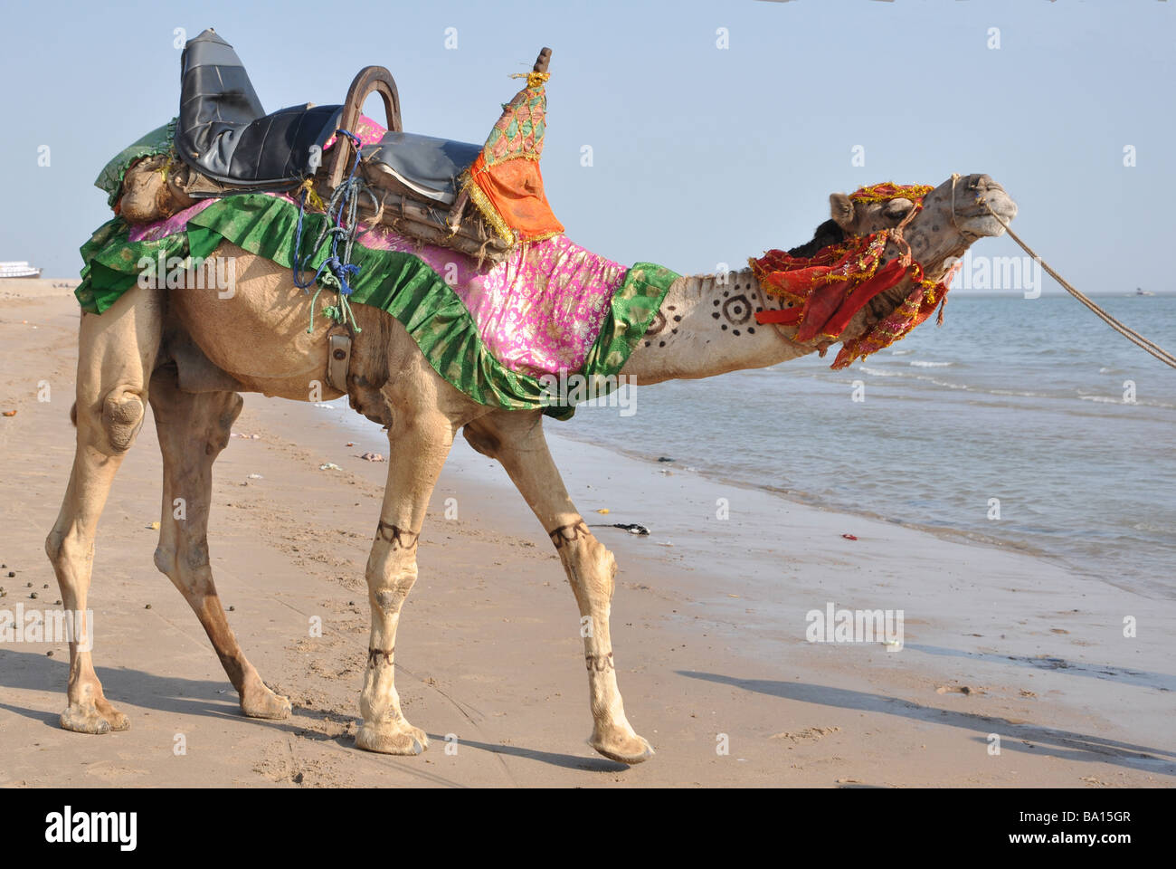 Un cammello riluttante sulla spiaggia Mandvi essendo blandito per andare in mare. (Gujarat, India) Foto Stock