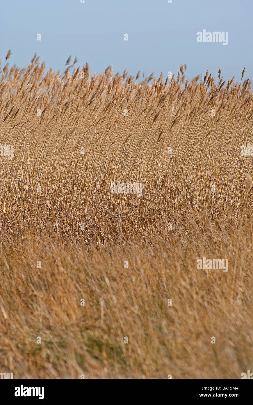 Letto reed che mostra la piegatura Canne al vento Foto Stock