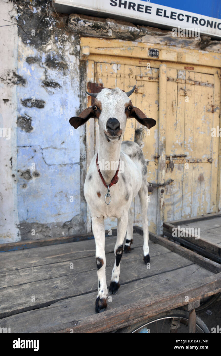 Un amichevole capra nella pittoresca cittadina portuale di Mandvi nel Kutch, Gujarat, India Foto Stock