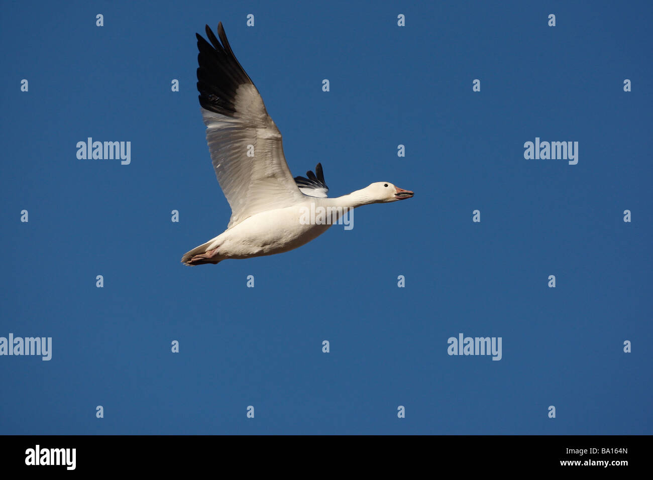 Snow goose Anser caerulescens volo Bosque Nuovo Messico USA inverno Foto Stock