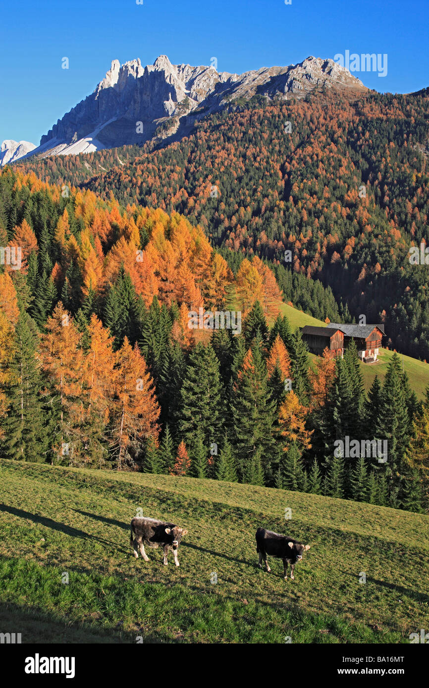 Autunnale di New Scenic 5 posti a Passo delle Erbe Wurzjoch Val di Funes Villnößtal Trentino Italia Foto Stock