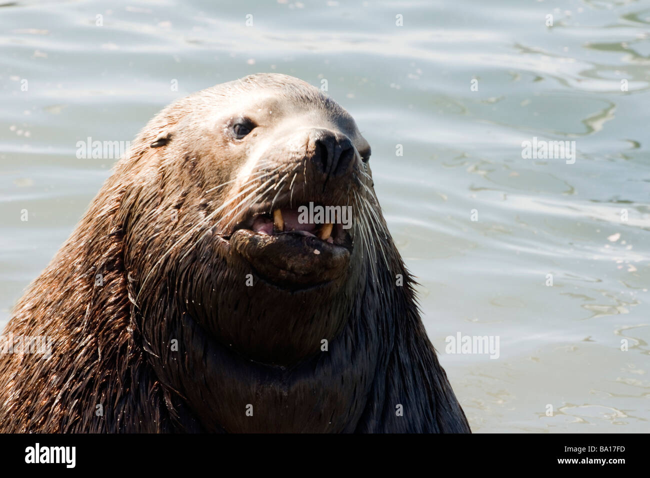 Northern Sea Lion (Steller sea). (Eumetopias jubatus). La Russia. La Kamchatka. Foto Stock
