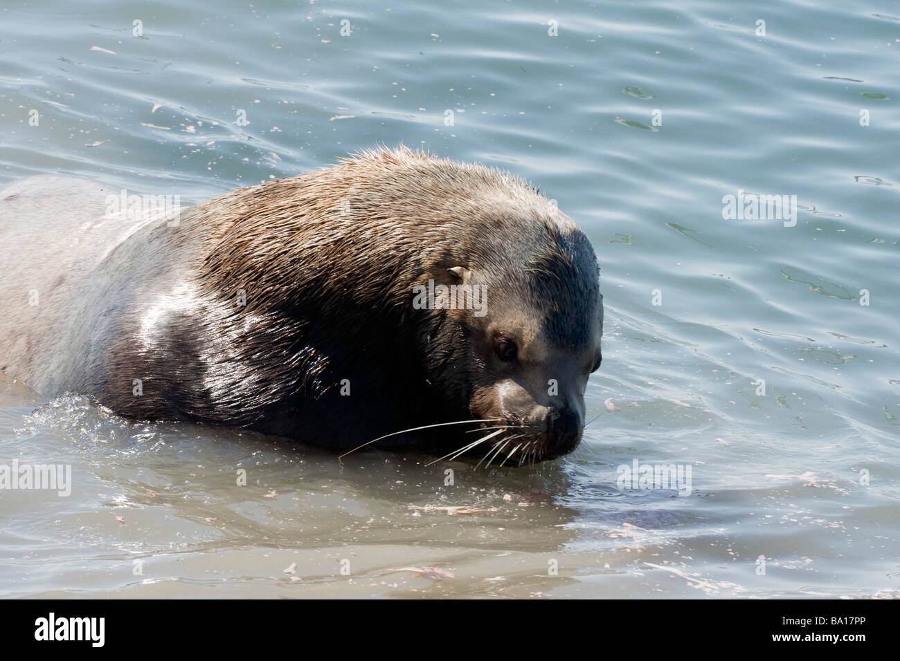 Northern Sea Lion (Steller sea). (Eumetopias jubatus). La Russia. La Kamchatka. Foto Stock