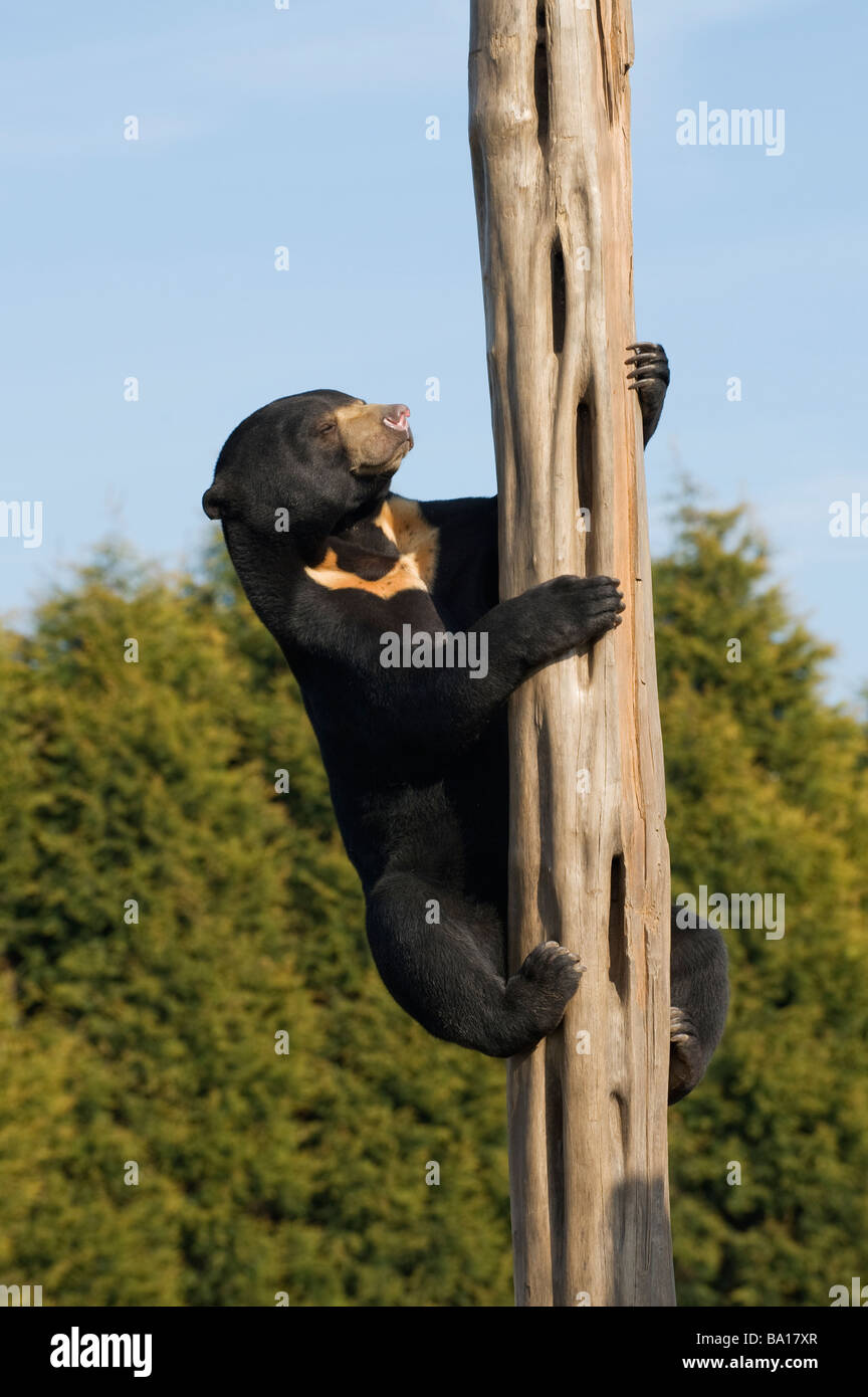 Sun: la malese bear (Helarctos malayanus) Captive UK. Liberato dal commercio di specie selvatiche in Cambogia da ONG Australiano, libera gli orsi. Foto Stock