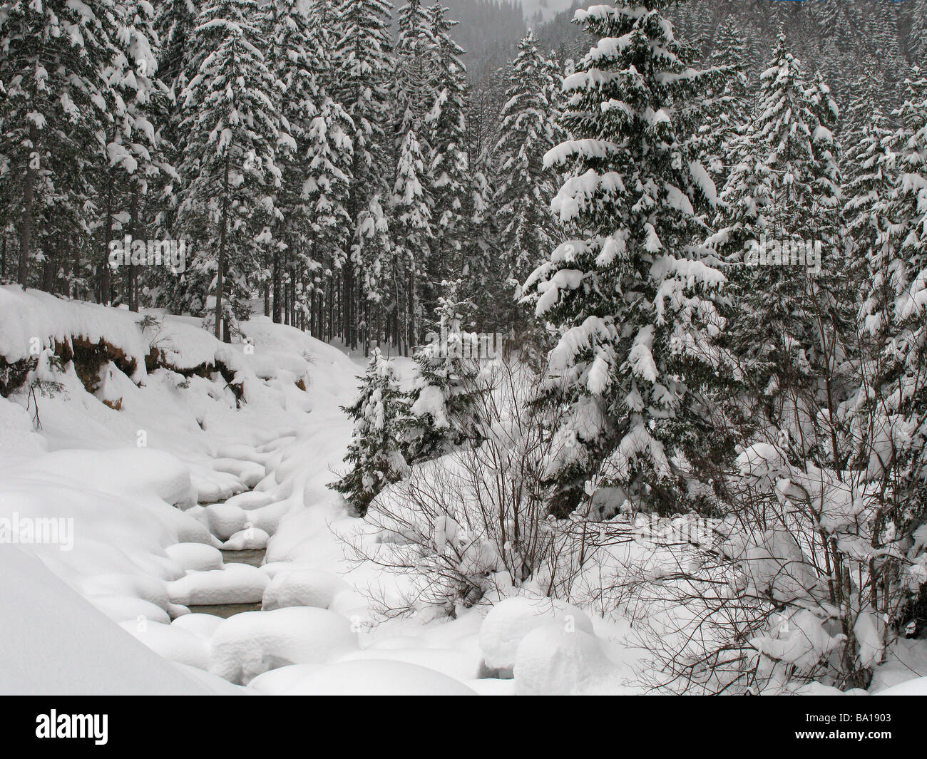 Flusso congelato in abete foresta con abbondanza di neve e cumuli di neve profonda, inverno Austria, Achenkirch, nei pressi di Innsbruck. Foto Stock