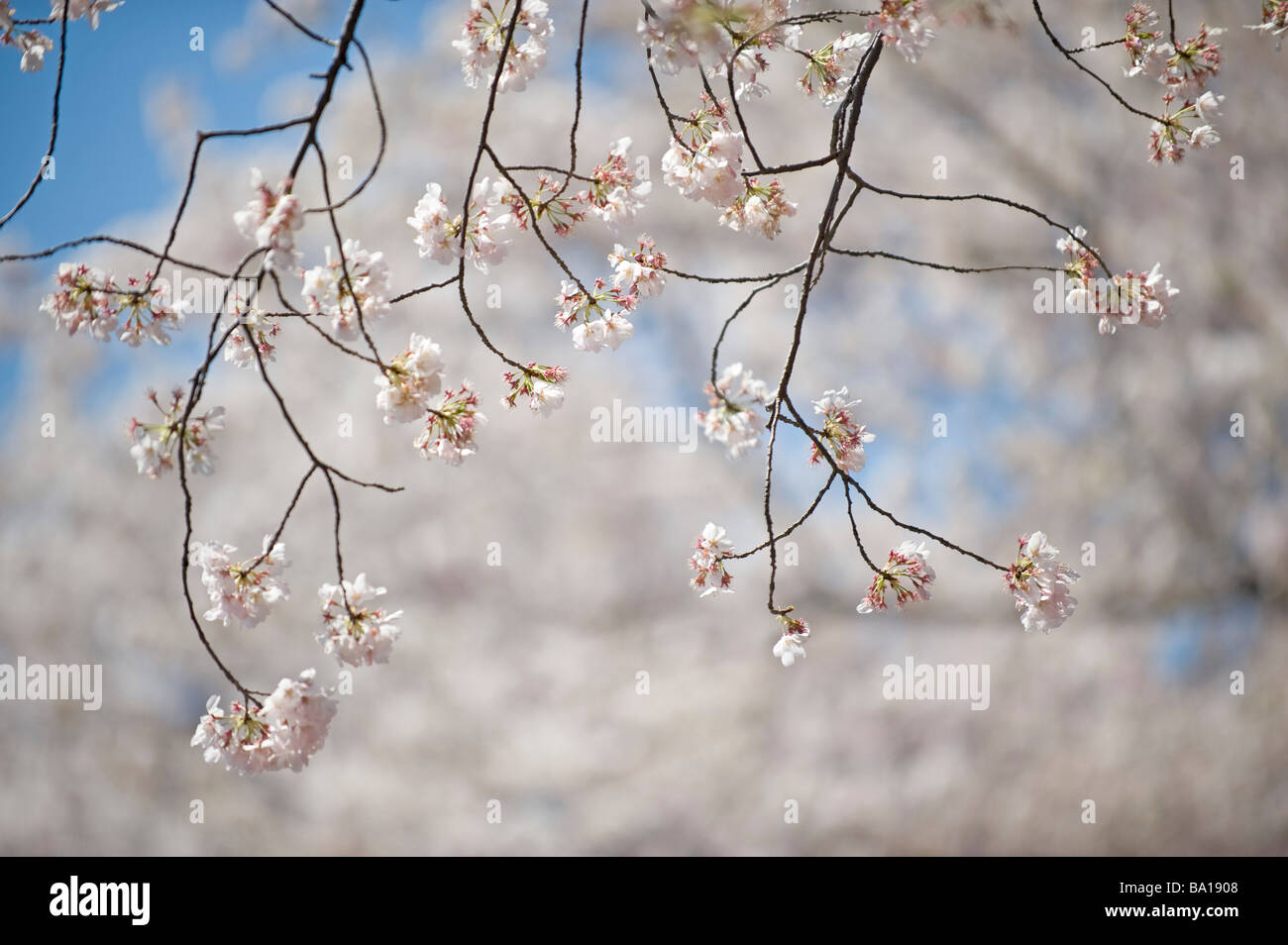 Close up Cherry Blossoms primavera Washington DC Foto Stock