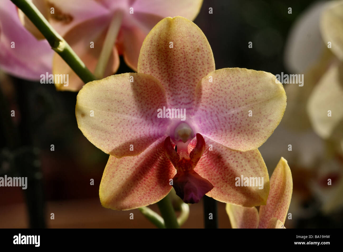 Phalaenopsis Orchid, fiorisce in close up o macro che mostra i dettagli di fiori e di struttura Foto Stock