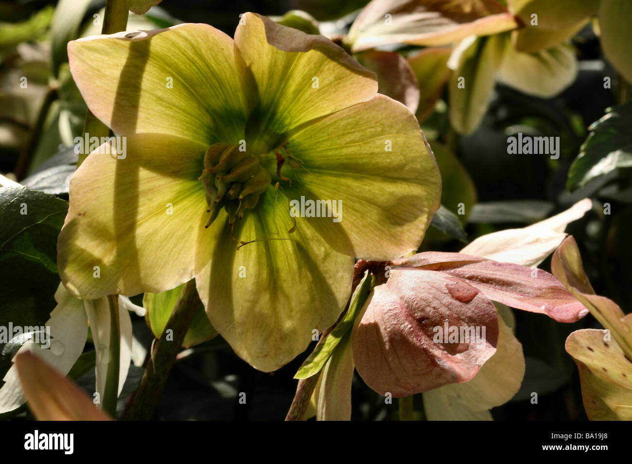 Bloom di Helleborus niger in macro o close up mostra fiore dettagliata forma e struttura traslucida con sole Foto Stock