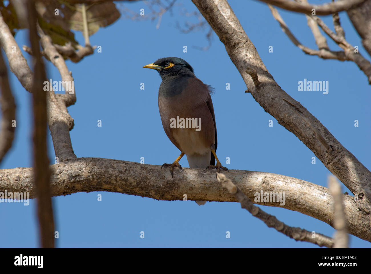 Acridotheres tristis Myna comune seduto su un ramo di albero del teck in Gujarat India Foto Stock