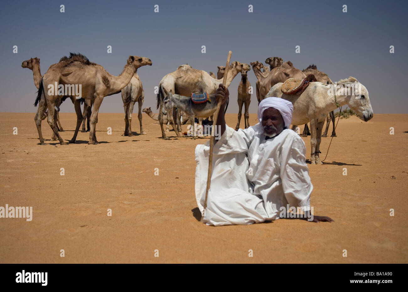 Il Darfur nomadi guidando una carovana di cammelli per quaranta giorni per un mercato in Aswan Egitto Foto Stock