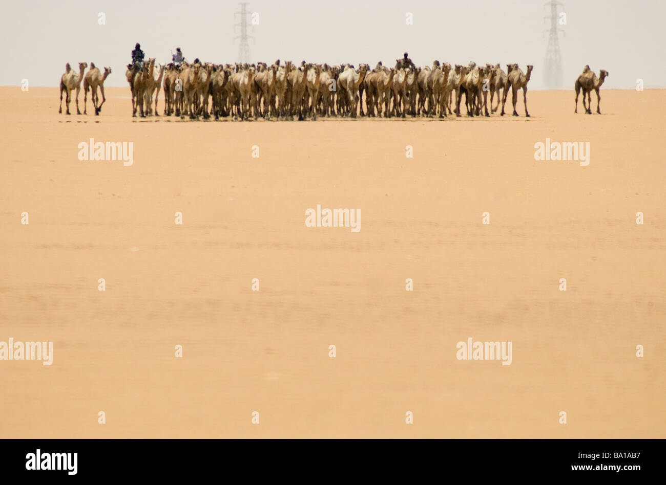 Il Darfur nomadi guidando una carovana di cammelli per quaranta giorni per un mercato in Aswan Egitto Foto Stock
