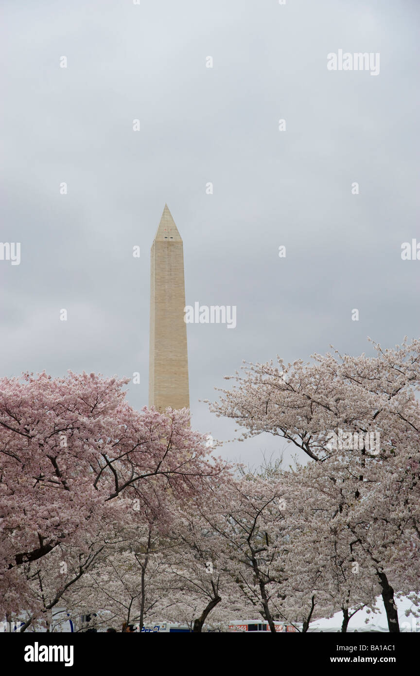 Il Monumento a Washington incorniciato con fiori di ciliegio Foto Stock