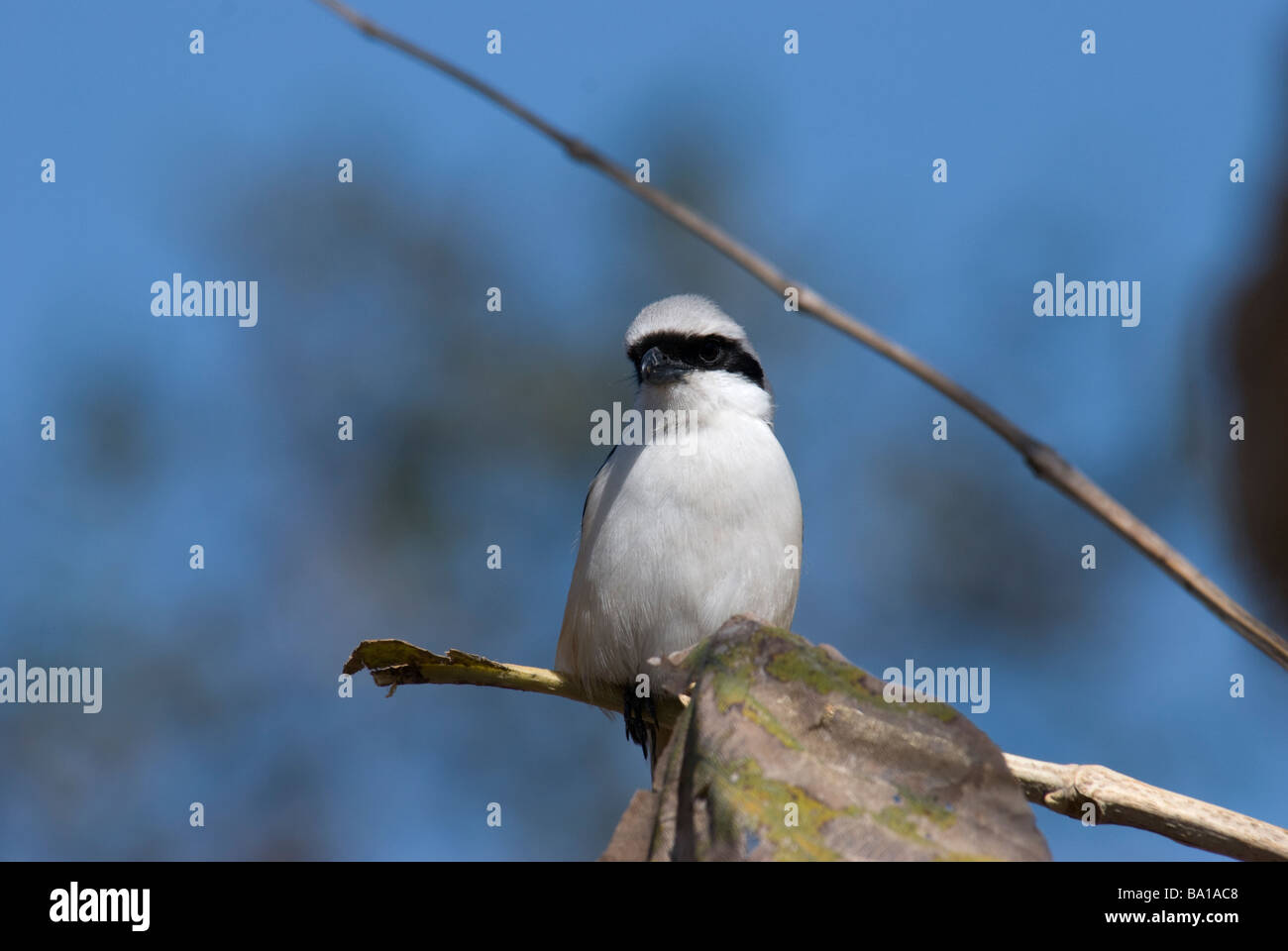 Long-tailed Shrike Lanius schach erythronotus seduto su un ramo di albero del teck Gujarat India Foto Stock