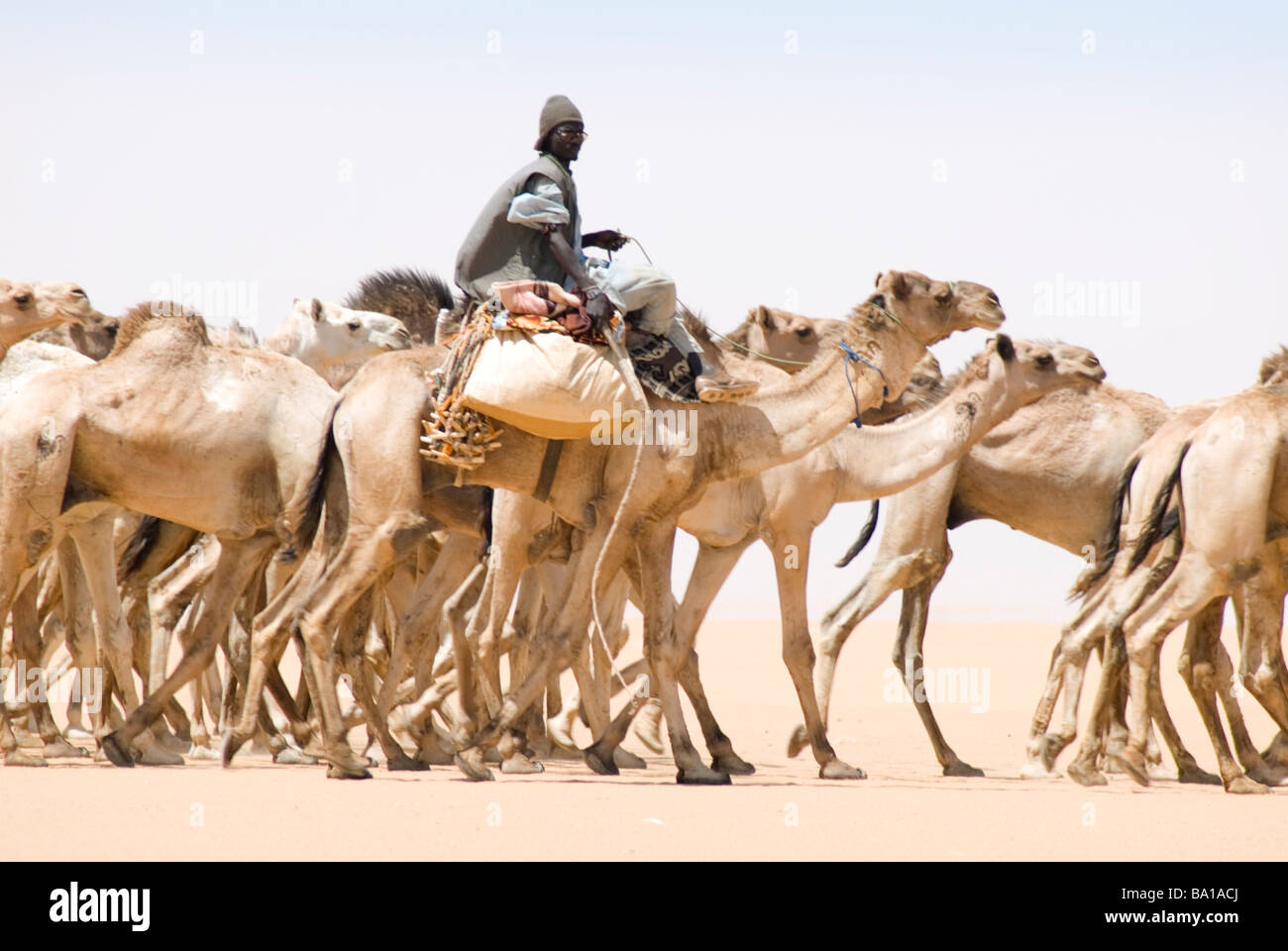 Il Darfur nomadi guidando una carovana di cammelli per quaranta giorni per un mercato in Aswan Egitto Foto Stock