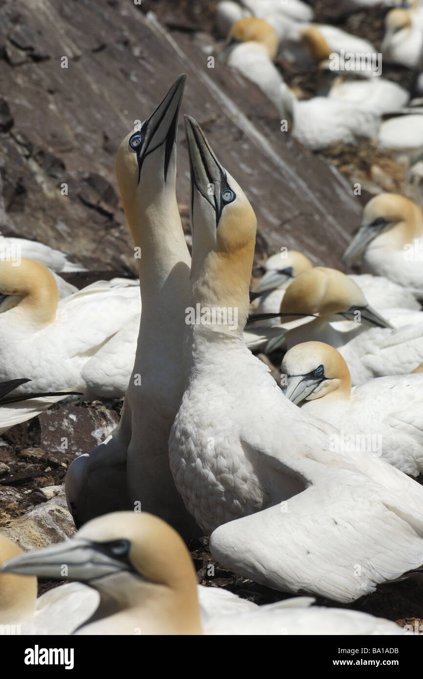 Il corteggiamento gannett Sula bassana nido di colonia nido di colonia in volo volo di uccello pelicaniformi cliff uccelli scogliera Bass Edimb Rock Foto Stock