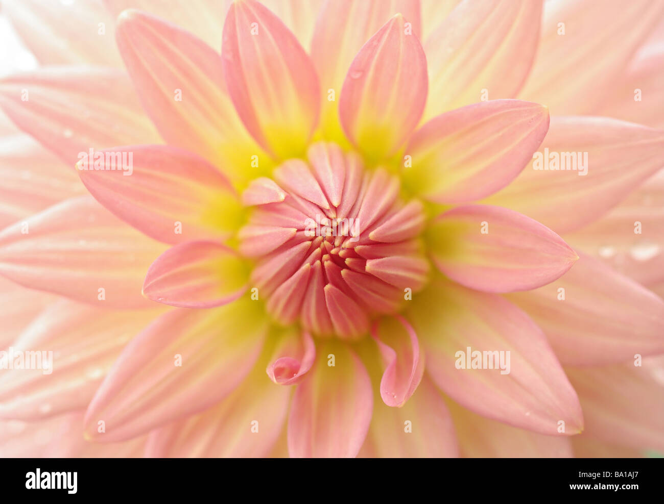 Molto strette dof rende questo un perfetto bellissimo fiore dahlia Foto Stock
