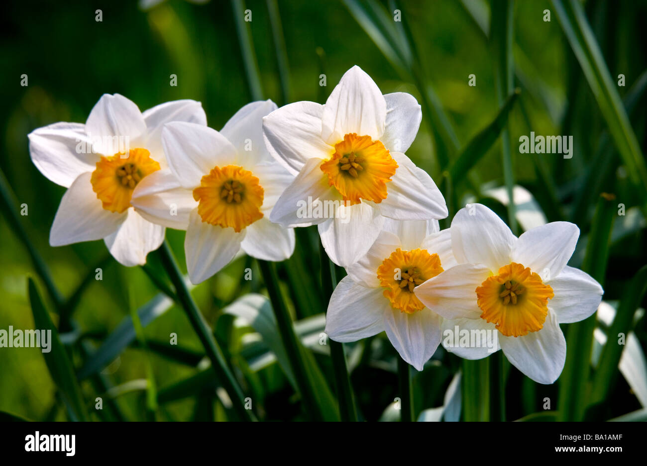 Cinque narcisi o Narciso con petali di colore bianco e arancione coronas in una riga Foto Stock