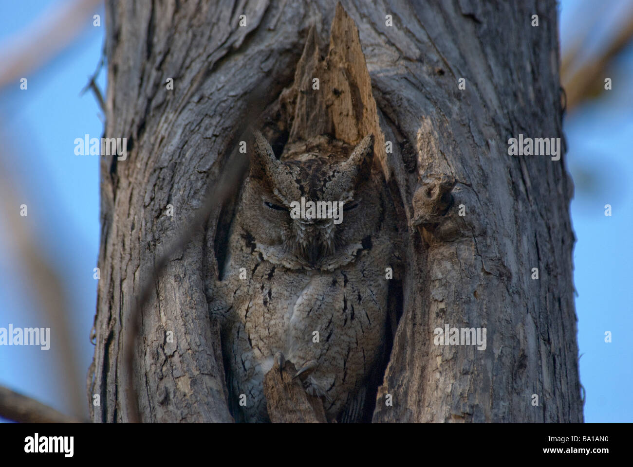 Un collare gufi Scops Otus bakkamoena custodisce il suo nido foro Foto Stock