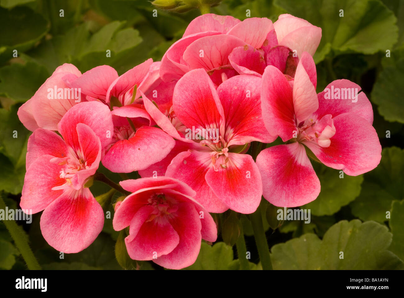 Pelargonium x Paton unici, geranio, Geraniaceae Foto Stock